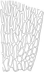 Fallaciella gracilis. Alar cells of branch leaf. Drawn from B.H. Macmillan 68/65, CHR 163380.
 Image: R.C. Wagstaff © 2003 British Bryological Society. Reprinted by permission of Informa UK Limited, trading Taylor & Francis Group, https://www.tandfonline.com on behalf of British Bryological Society. Reprinted by permission of Informa UK Limited, trading Taylor & Francis Group, https://www.tandfonline.com on behalf of British Bryological Society.